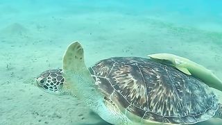 Big Turtle...