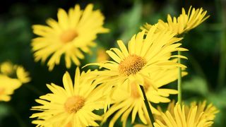 Flower gemstone yellow
