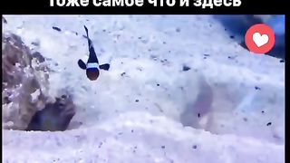 Соседи везде одинаковые????  Улётные приколы????