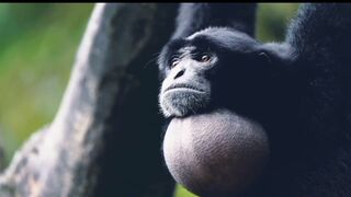 The gibbon sings in the tree