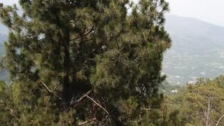 mene dondha jese/noor jahan song/Beaty of murree/Ban murree road/SohailT22vlog