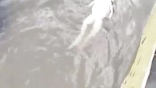 Frog swimming style is different from others
