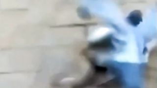Pigeon vs Cat