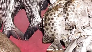 Fish market....