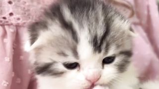 Funny cat 235