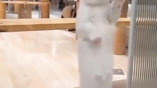Funny Cat 68