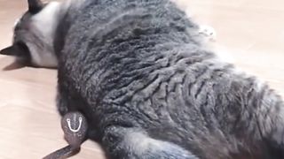 cute fat cat 4