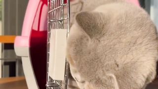 cute fat cat 5