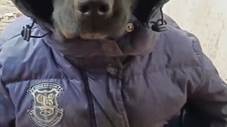 Funny Dog Viral Video 28