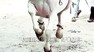 shero#Mubeen_khan_Akuka #horsedance #fakhra_Nelli #club #viral_video #fyp