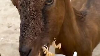 Eat Noodles