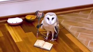 Funny Owl Viral Video 2