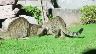 Beautiful kittens