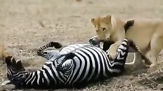 Zebra 3