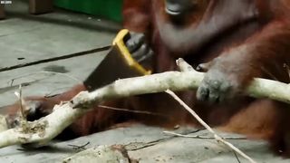 Zoo Moments, No One Would Believe It