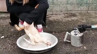 Non-GMO goose