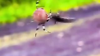 Spin Honey