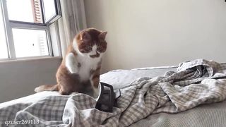 Silliest CATS on Earth ???? Funny Cats Videos 2023.