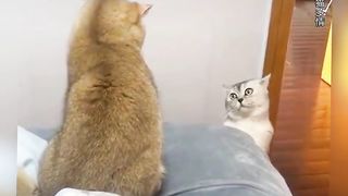 Funny Animals moment funny cats