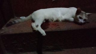 If you want to know about the cuteness of cats, watch the video completely ????????