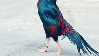 Morgha
