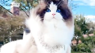 Tilawat in amazing voice On cute cats video