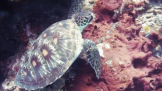 Journey of the Sea Turtles: Exploring Lives and Conservation