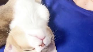 Too relaxed cat