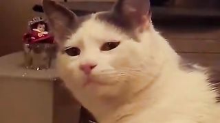 cat looking at me