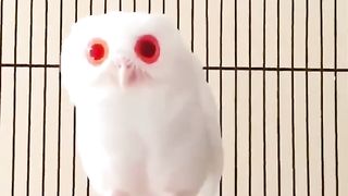 strange owl