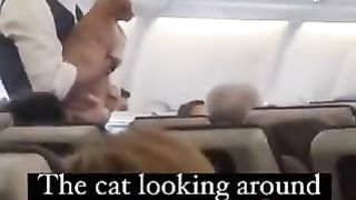 cat being held