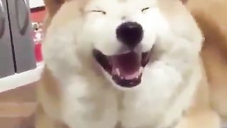 happy dog 3