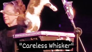 cat blowing a trumpet