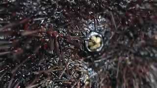 Eating Live Sea Urchin