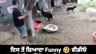 Funny video ???? wait for end