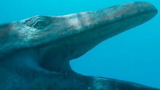 Sea Creature