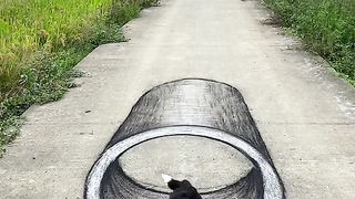 Dog ???????? 2