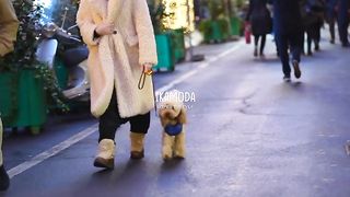 Fashion_Style_with_Lovely_Dogs_-_Fashionable_Doggie_Attire_-_Street_Style_in_Italy
