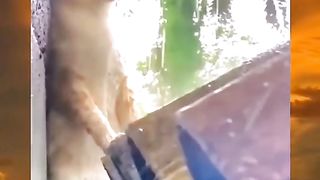 This cat took shelter under a roof tile so it wouldn't get caught in the rain