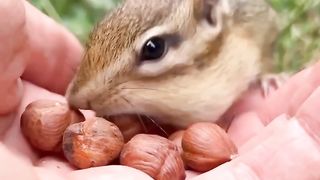 Squirrels Beauty....