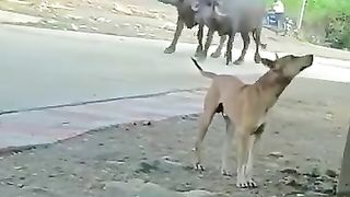 New funny video 2023 4