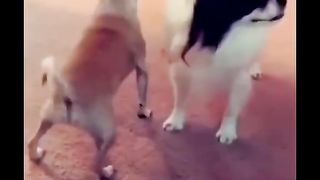 #wee funny videos 9