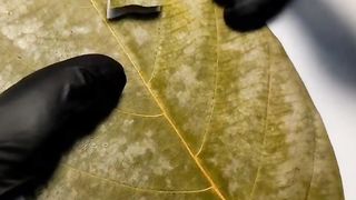 Carving from dry leaves#fyP