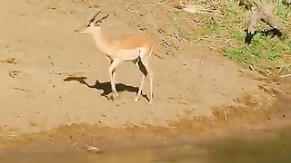 Buaya memangsa kijang