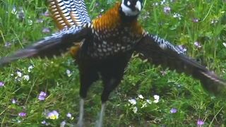 Most Beautiful Birds 60 | Nature 4K Ultra Hd Video |Planet Earth 4K | #nature #febspot