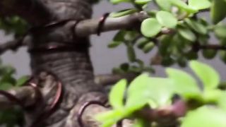 My 20 years old jade Bonsai Tree _shorts _bonsaitree _bonsai _jadebonsai(720P_HD).