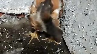 Tripping chicken,,????????????