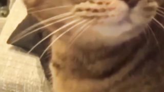 Funny cat 237