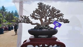 BONSAI TERMAHAL DI INDONESIA_(720P_HD).