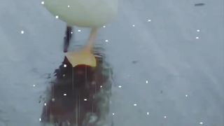 Cute ducklings @Funtime24